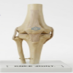 Knee Joint Model